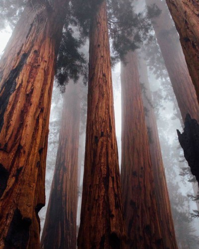 Huge trees reaching into the fog